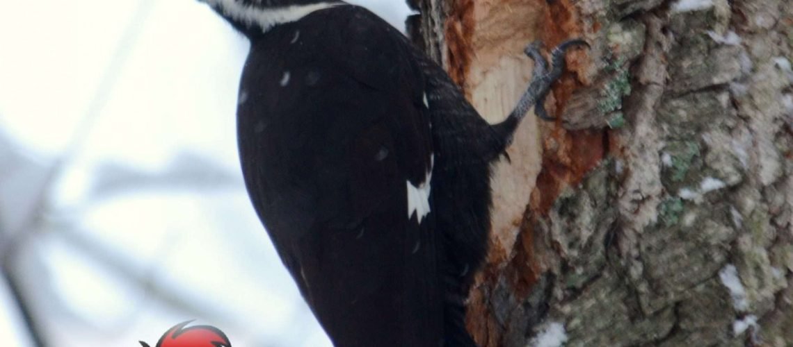 Woody Woodpecker golfTales RJSmiley