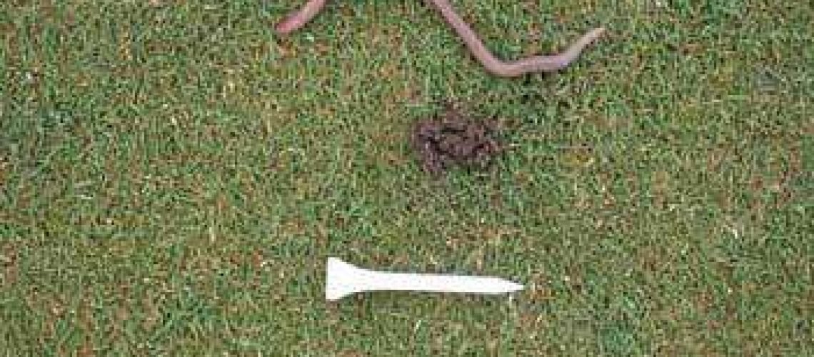 Worm poop GolfTales RJSmiley