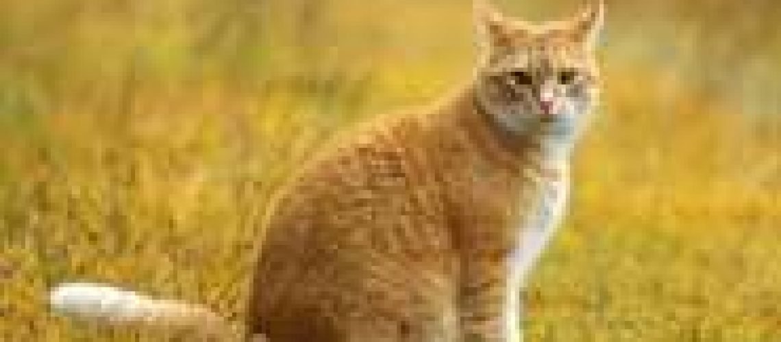 Yellow-Tom-Cat