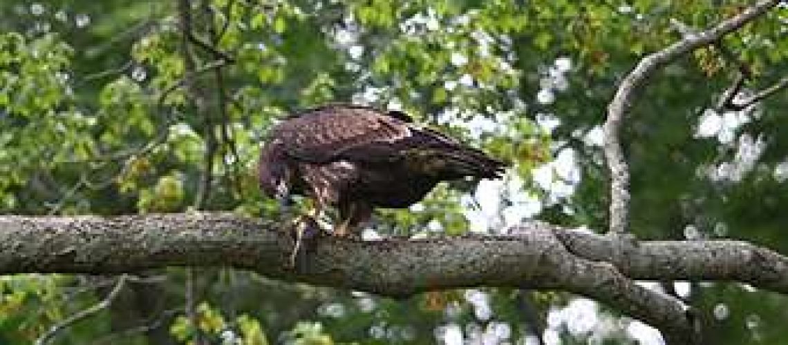 Young-Eagle GolfTales RJSmiley