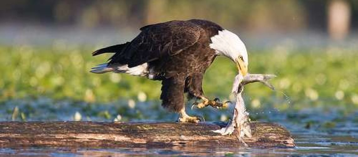 eagle GolfTales RJSmiley