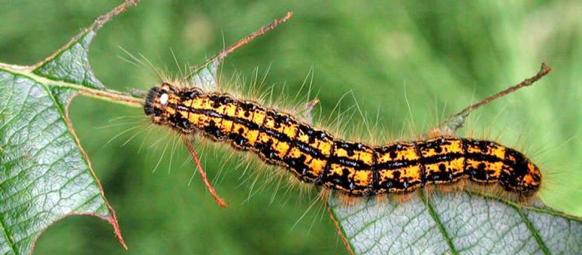 tent caterpillar 2 GolfTales RJSmiley