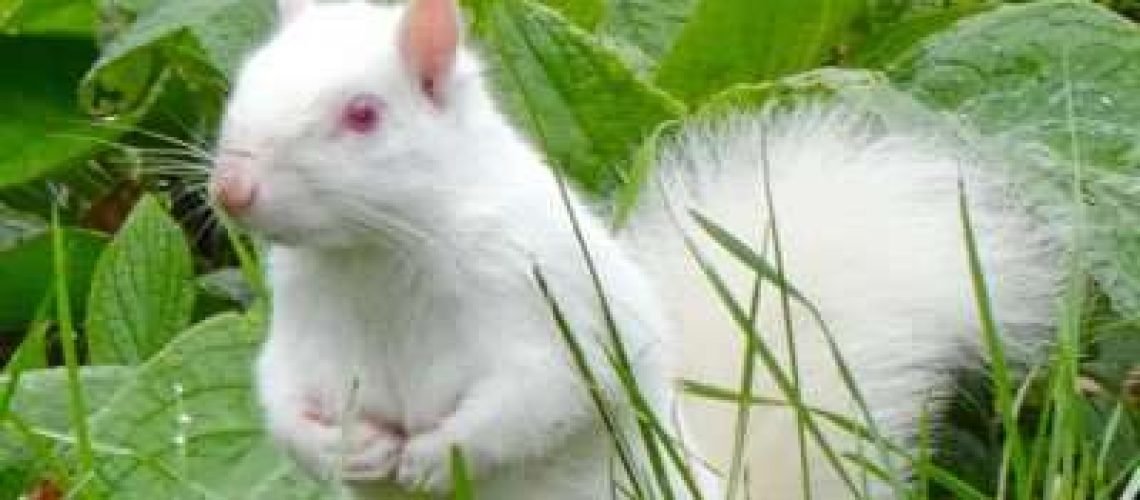 white squirrel GolfTales RJSmiley